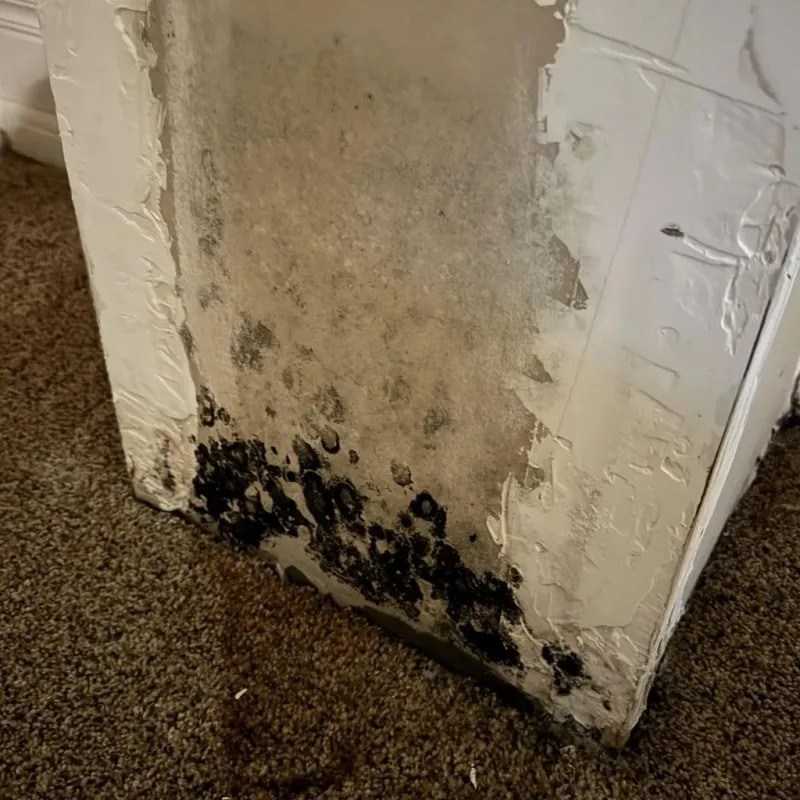 Professional Mold Removal in Bangs, TX